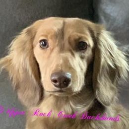 Dachshunds from Upper Rock Creek Dachshunds
