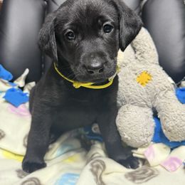 Mr.Yellow - Black male Labrador Retriever puppy in Berlin, Wisconsin from Gypsy Miracle Kennels