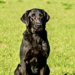 Glory - Labrador Retriever