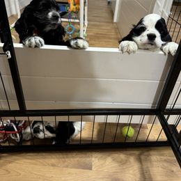 Cocker Spaniel Puppies from K&M crocker Spaniels