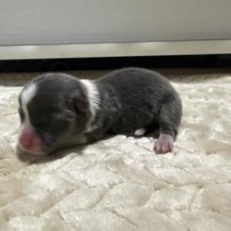 Boy 1 - Gray and white male American Corgi puppy in Decatur, Texas from Bar S Corgis