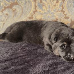 Black collar boy - Bi-color male German Shepherd puppy in Coleta, Illinois from Four Leaf Farm- Vom Vierblättriges Bauernhof
