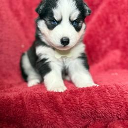 Lulu - Black and white female Siberian Husky puppy in Sherwood, Oregon from Whiskey River Siberians