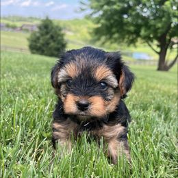 Yorkshire Terriers from Bolon Yorkie Co.