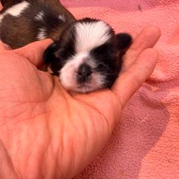 Baby boy 1 - Gold and white male Shih Tzu puppy in Monclova, Ohio from Heritage Toy Poodles & Hallmark Jolei Shih Tzus