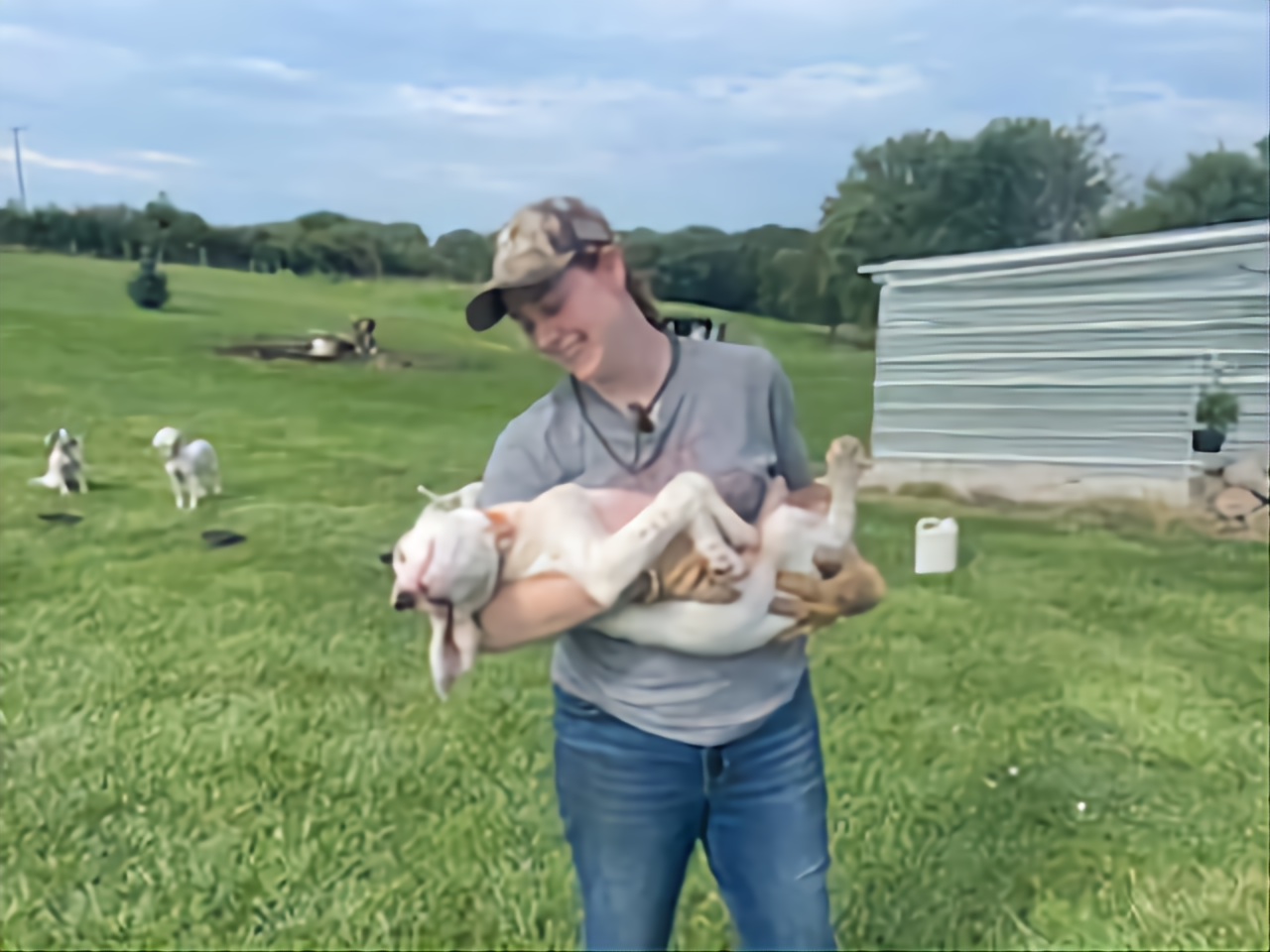 English Setter Puppies from Woodsway Kennel