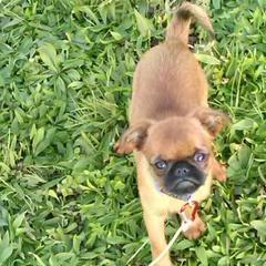 Brussels Griffons from Makimaki