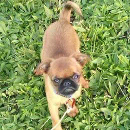 Brussels Griffons from Makimaki