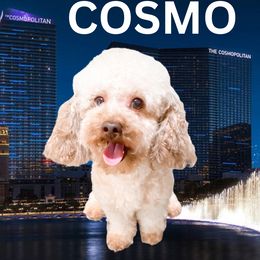 Cosmo - Poodle