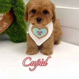 Cupid - Red male Cavapoo puppy in Buford, Georgia from Petite Posh Puppies