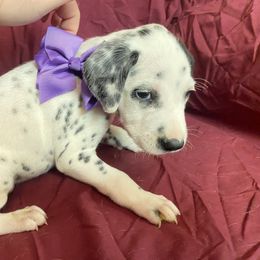 Purple Girl - White and black Dalmatian puppy in Leavenworth, Kansas from Tally Ho Dalmatians
