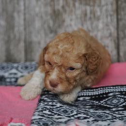 Orange girl - Orange female Lagotto Romagnolo puppy in Lake City, Michigan from Michigan Lagotto
