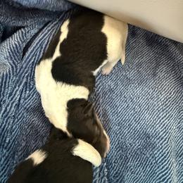Girl 1 - White tan and black female Wire Fox Terrier puppy in Knoxville, Tennessee from Wire Hairs of Knoxville