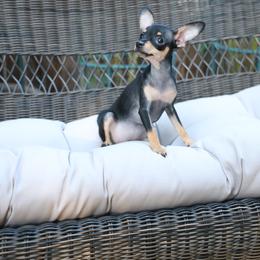 Luna - Black and tan female Russian Toy puppy in Citrus Heights, California from Little Royal Hearts