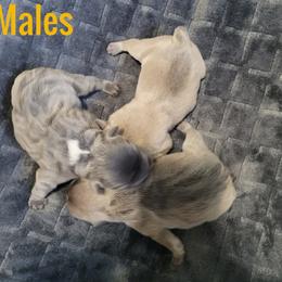 French Bulldog Puppies from Absolute Frenchie's