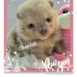 Cheetah - Chocolate merle female Pomeranian puppy in Eatonville, Washington from Foxy Forest Poms