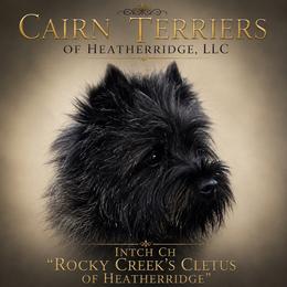 Cletus - Cairn Terrier