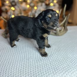 Miniature Australian Shepherd Puppies from Quartz Creek Aussies