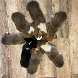 Pembroke Welsh Corgi Puppies from Annwyl McCorgis