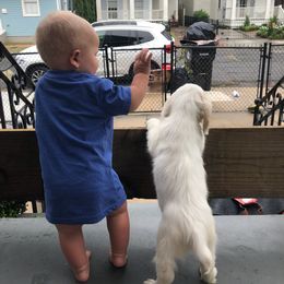 Clumber Spaniel and Irish Red and White Setter Puppies from NyaStar & Chequamegon