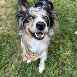 Tessa - Border Collie