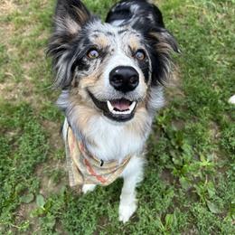 Tessa - Border Collie