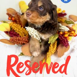Bernedoodle, Goldendoodle, and Poodle Puppies from Plum Valley Pups