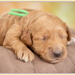 Dior - Red female Cockapoo puppy in Connersville, Indiana from Deaz Doodle Ranch