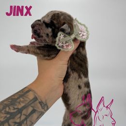 Jinx - Merle female Great Dane puppy in Michigan from Ohana Great Danes of Michigan