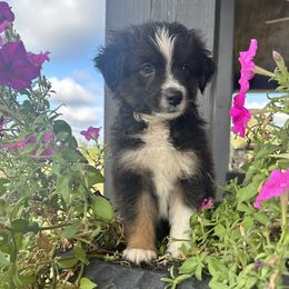 BTM - Black tri Miniature Australian Shepherd puppy in Deridder, Louisiana from AussieSmiths