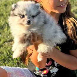 Merle female - Blue merle female Pomeranian puppy in Tyler, Texas from Aukland’s Poms