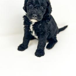 Goldendoodle Puppies from Dreaming Doodles