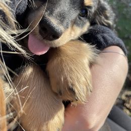 Dachshund Puppies from Hidden Haven Dachshunds