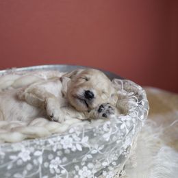 Bernedoodle and Goldendoodle Puppies from Gold Diamond Pup