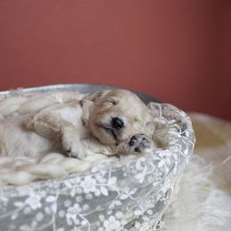 Bernedoodle and Goldendoodle Puppies from Gold Diamond Pup