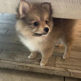 Pomeranian Puppies from Roxy's Pomeranian Puppies