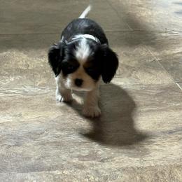 Boy 1 - Tri-color male Cavalier King Charles Spaniel puppy in Clintonville, Wisconsin from Whispering Meadows Performances Horses and Cavalier King Charles Spaniels