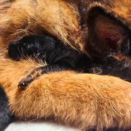Boy 3 - Black and red male German Shepherd puppy in Charlotte, North Carolina from Zuflucht K9s