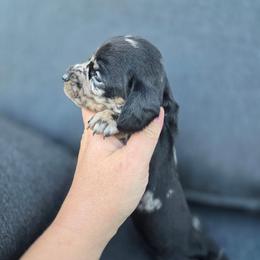 Cricket - Dapple female Dachshund puppy in Farr West, Utah from Doxie and Doodle