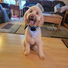 Goldendoodle Puppies from Timber Rock Doodles