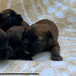 Soft Coated Wheaten Terrier Puppies from Koontz Family Wheatens
