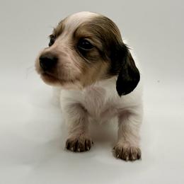 Lady 5- Russian Lines- AKC - Piebald female Dachshund puppy in Bartlesville, Oklahoma from OkieDokieDox