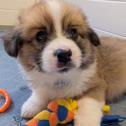 Boy 5 Mr Dark Blue - White and red male Pembroke Welsh Corgi puppy in Milton, Florida from Milton Corgis