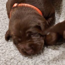 Boy 4 - male Labrador Retriever puppy in Six Mile, South Carolina from AimPowers Retrievers