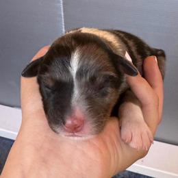 Boy 5 - Blue merle male Australian Shepherd puppy in San Tan Valley, Arizona from SJR AUSSIES