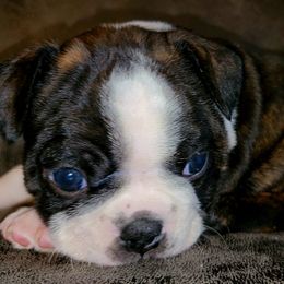 Boston Terrier Puppies from Joey Muller