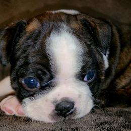 Boston Terrier Puppies from Joey Muller