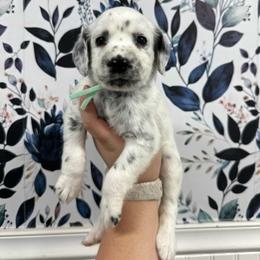 Furby - White and black female Dalmatian puppy in Gray, Georgia from Fuller Spots
