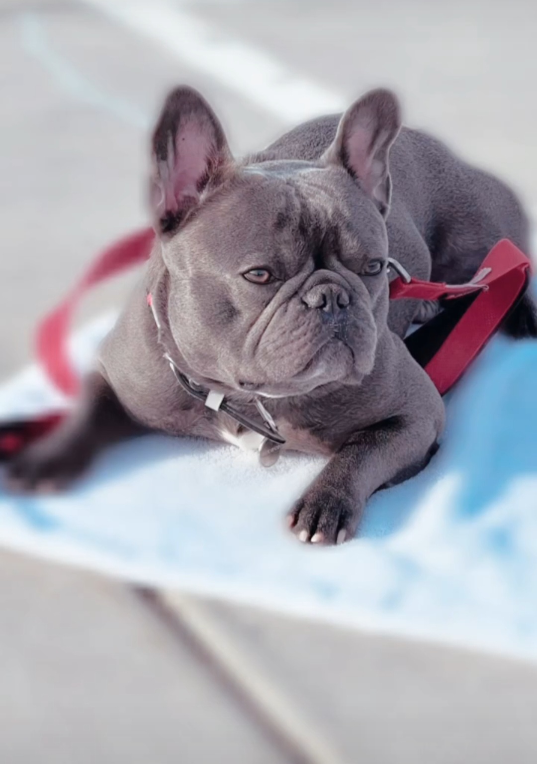 French Bulldogs from Frenchie & Co.