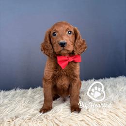 Dusty - Red male Companion Cross puppy in Utah County, Utah from Big Hearted Breeders